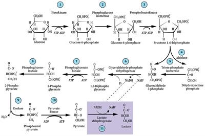 Glycolysis Paradigm Shift Dictates a Reevaluation of Glucose and Oxygen Metabolic Rates of Activated Neural Tissue